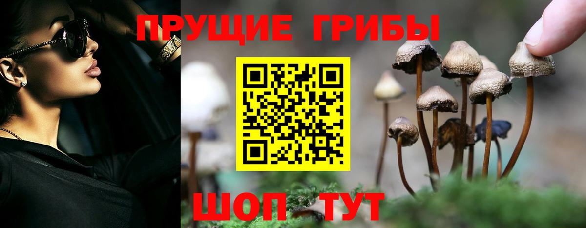 Полевской  Псилоцибиновые грибы Psilocybe  Вход с VPN 
